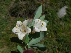Lonicera pyrenaica
