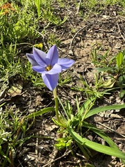 Ipheion uniflorum