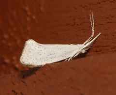 Euceratia castella