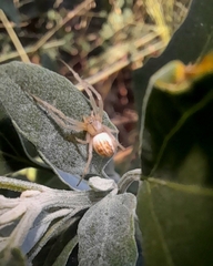 Larinia