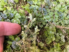Selaginella apoda