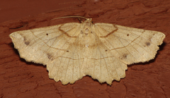 Euchlaena johnsonaria