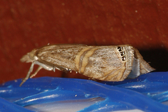 Euchromius californicalis