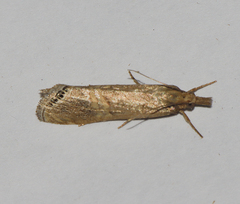 Euchromius californicalis