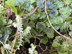 Selaginella apoda