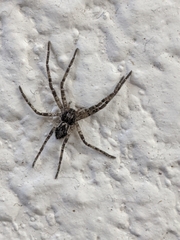 Philodromidae
