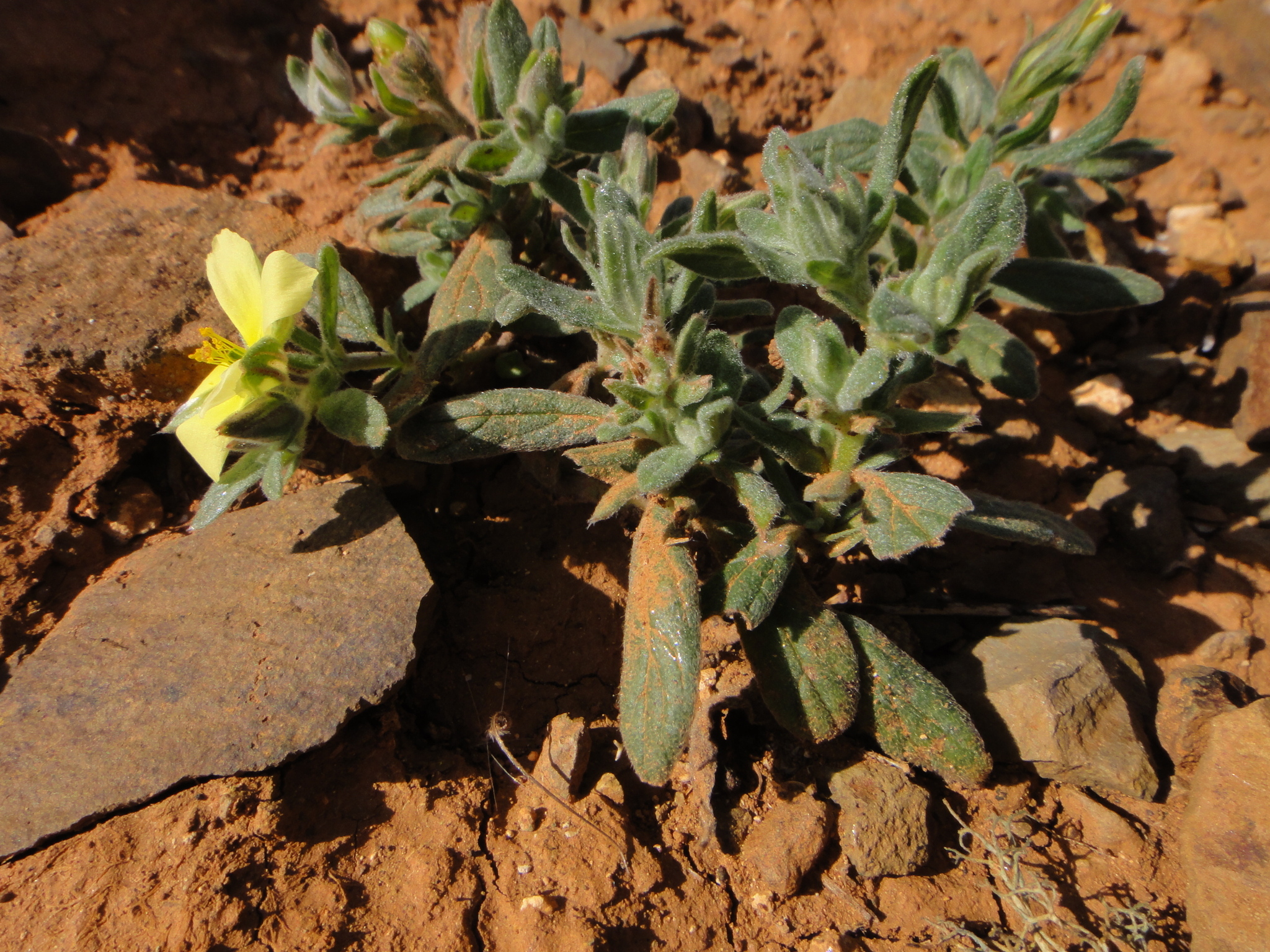 Helianthemum ledifolium