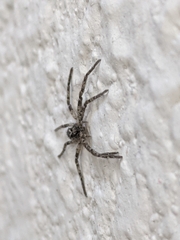 Philodromidae