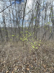 Dirca palustris