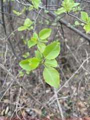Dirca palustris
