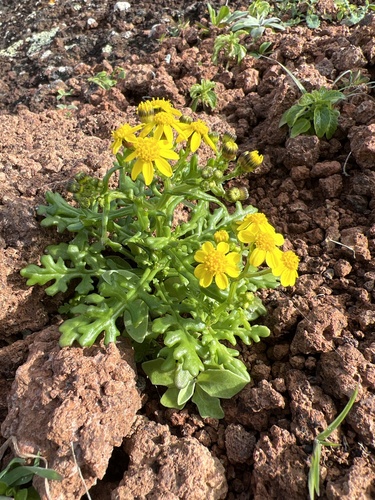 Senecio incrassatus image