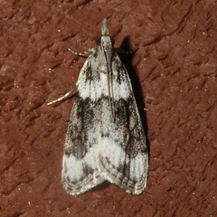 Eudonia spenceri