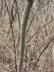 Dirca palustris