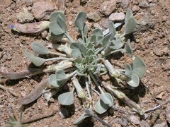 Astragalus calycosus monophyllidius