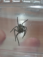 Philodromidae