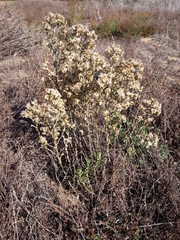Pseudognaphalium ramosissimum