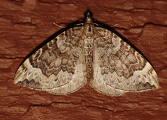Eulithis