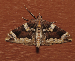 Eulithis xylina