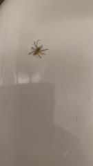 Cheiracanthium mildei