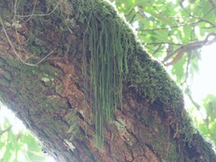 Phlegmariurus fargesii