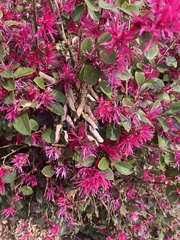 Loropetalum chinense