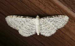 Eupithecia cretaceata