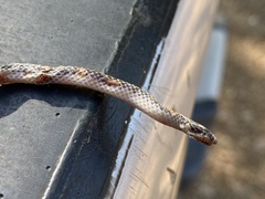 Amblyodipsas ventrimaculata