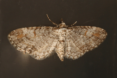 Eupithecia graefii