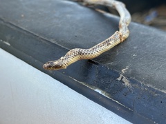 Amblyodipsas ventrimaculata