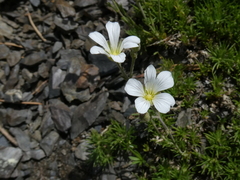 Minuartia
