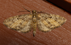 Eupithecia lariciata
