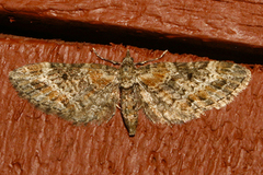 Eupithecia rotundopuncta