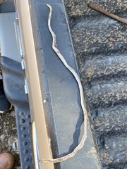 Amblyodipsas ventrimaculata