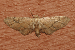 Eupithecia unicolor