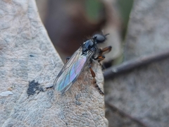 Bibio femoralis