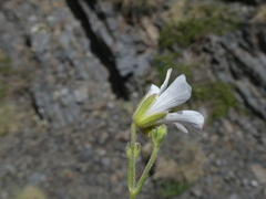 Minuartia