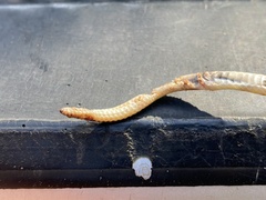 Amblyodipsas ventrimaculata