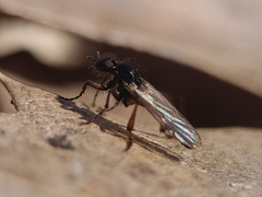 Bibio femoralis