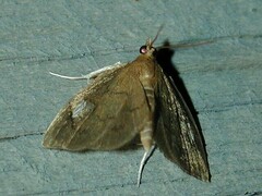 Perispasta caeculalis