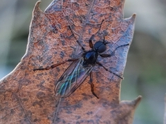 Bibio femoralis