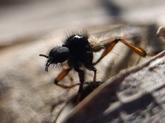 Bibio femoralis