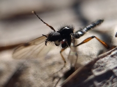 Bibio femoralis