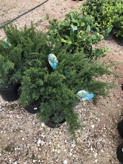 Juniperus chinensis
