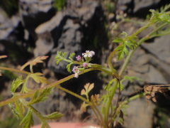 Torilis leptophylla