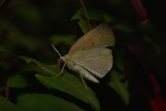 Syncirsodes primata