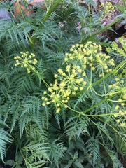 Molopospermum peloponnesiacum