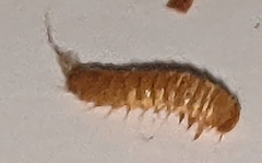 Trogoderma variabile