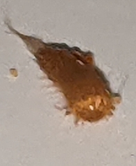 Trogoderma variabile