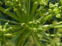 Molopospermum peloponnesiacum
