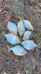 Pygopristis denticulata